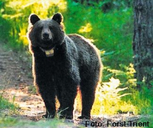 Entfernung aller Bären: Forderungen utopisch