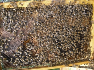 Fünf vor zwölf für Südtirols Bienen